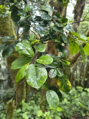 Rhamnus glandulosa