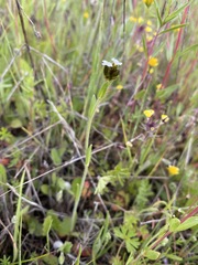 Plagiobothrys fulvus