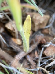 Plagiobothrys fulvus