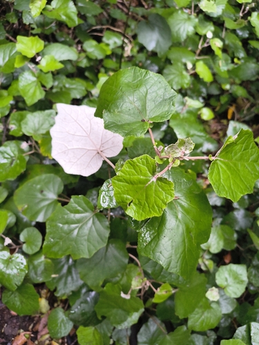 Pericallis appendiculata, photograph 6