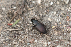 Harpalus affinis