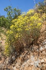 Odontarrhena heldreichii