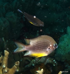 Amblyglyphidodon leucogaster