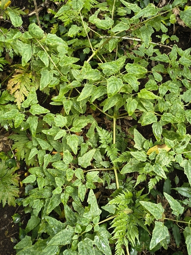 Canarina canariensis