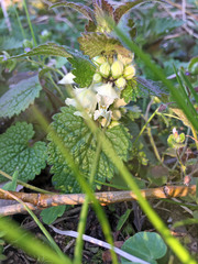 Lamium album — photo 3