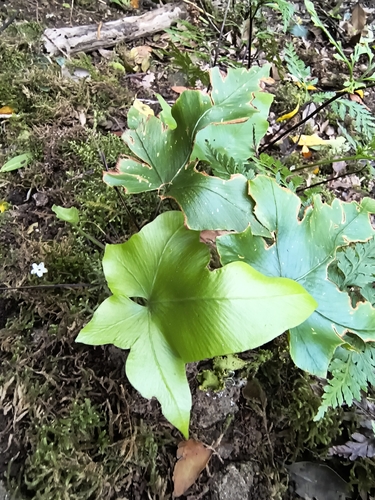 Asplenium hemionitis, photograph 5