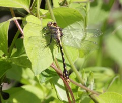 Ophiogomphus susbehcha