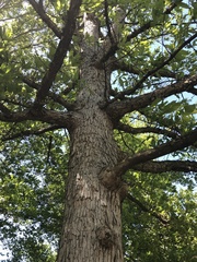 Quercus oglethorpensis