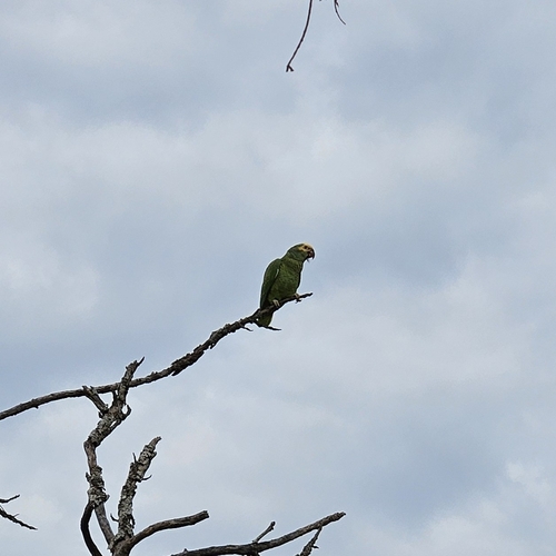 Yellow-faced Parrot (Alipiopsitta xanthops), photo 9