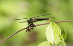 Phanogomphus lividus