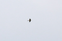 Falco tinnunculus tinnunculus