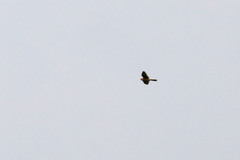 Falco tinnunculus tinnunculus