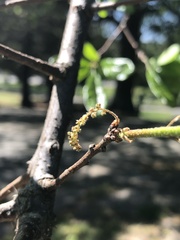 Quercus oglethorpensis