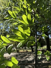 Quercus oglethorpensis