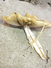 Psathyrellaceae
