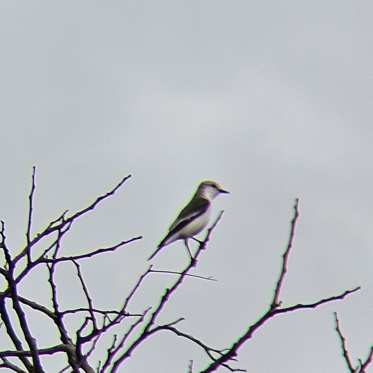 White-rumped Monjita (Xolmis velatus), photo 9