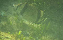 Chaetodon humeralis image