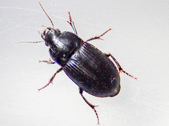 Harpalus serripes