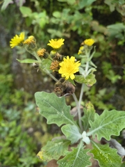 Andryala pinnatifida, photograph (c) jeanjacquesgodon, some rights reserved (CC BY)