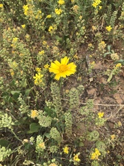 Amblyolepis setigera