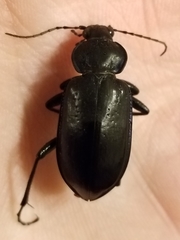 Calosoma macrum