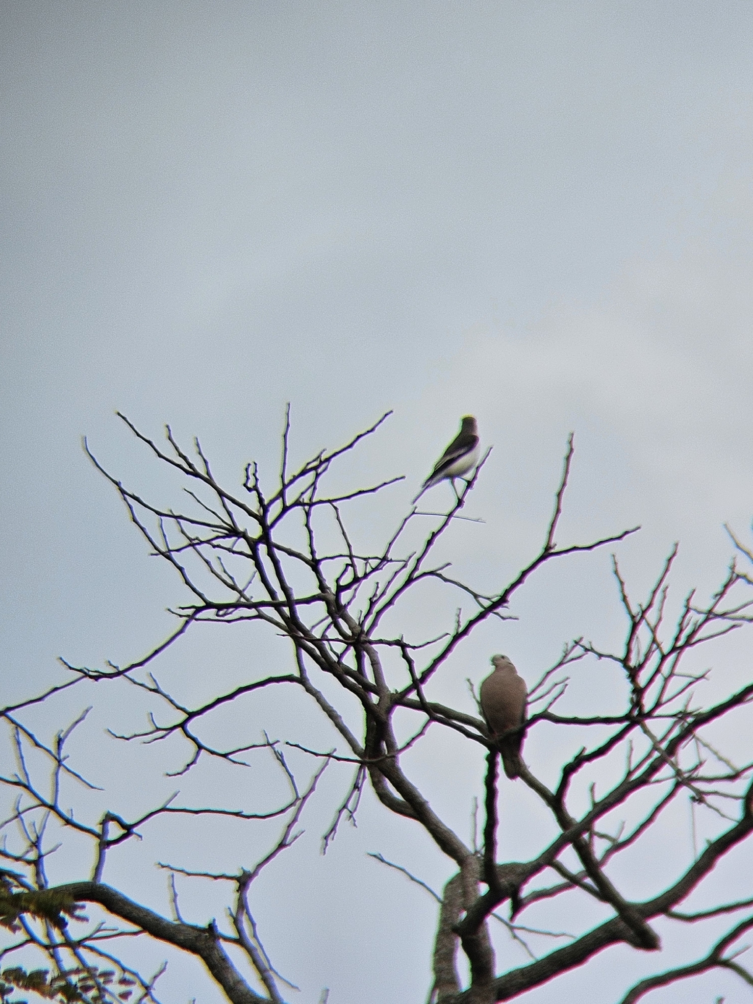 White-rumped Monjita (Xolmis velatus), photo 10