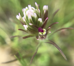 Castilleja densiflora