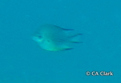 Amblyglyphidodon leucogaster