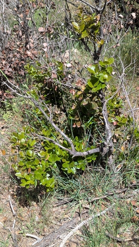 sweet acorn oak