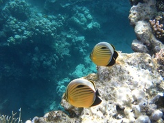 Chaetodon austriacus