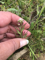 Castilleja densiflora