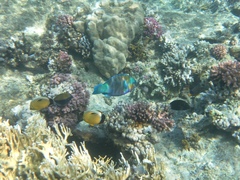 Chaetodon austriacus