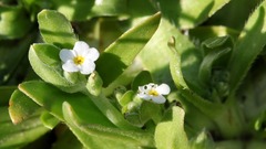 Plagiobothrys bracteatus