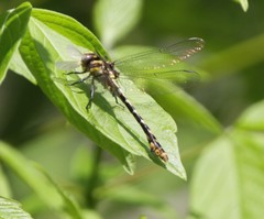 Ophiogomphus susbehcha