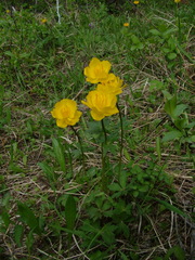 Trollius sibiricus
