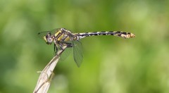 Ophiogomphus susbehcha
