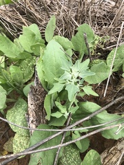 Chenopodium incanum