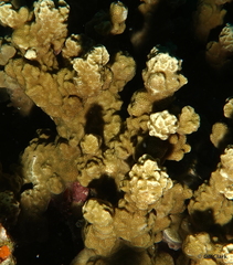 Porites rus