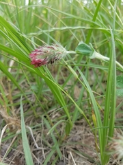 Trifolium incarnatum