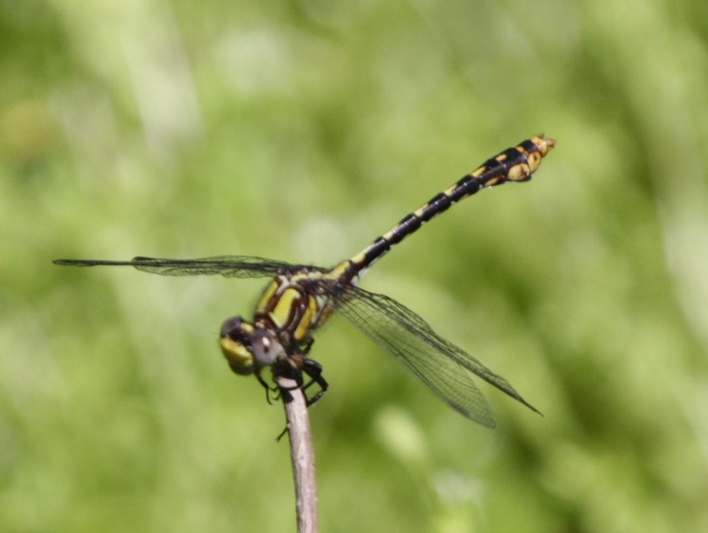 Saint Croix Snaketail