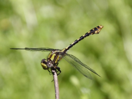 Saint Croix Snaketail