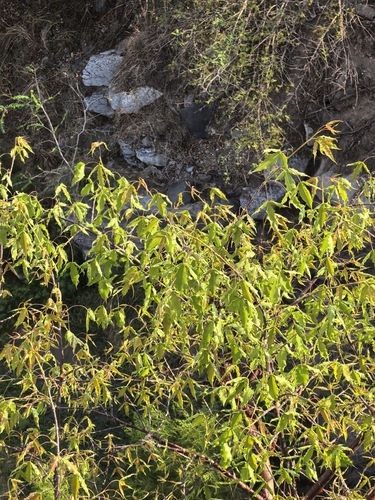 Bursera kerberi Engl.