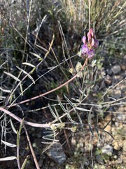 Astragalus arizonicus