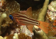 Ostorhinchus compressus