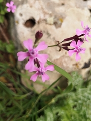 Silene aegyptiaca