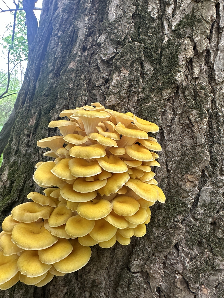 Golden Oyster Mushroom