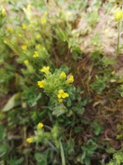 Parentucellia flaviflora