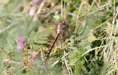 Phanogomphus lividus