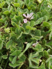 Trifolium israeliticum