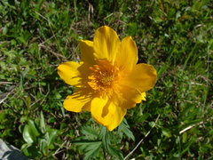 Trollius sibiricus